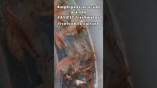 Breed amphipods in your planted tank the easiest freshwater live food 🦐🐟 shorts aquarium [upl. by Aicitel]