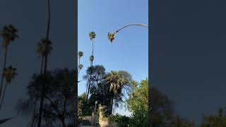 Man Risks His Life By Cutting 100Foot Californian Palm Tree [upl. by Nannie790]