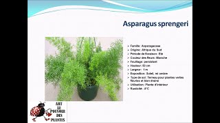 Fiche technique Asparagus sprengeri Plante dintérieur [upl. by Nilad]