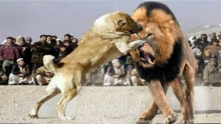 Lion vs Dog Fight To Death  The Ultimate Conclusion 2021 [upl. by Aihtnyc]