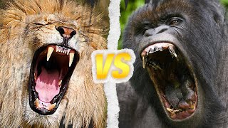 LION DAFRIQUE vs GORILLE  Qui est le roi [upl. by Armyn4]