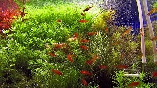 40 ember tetra Hyphessobrycon amandae in densely planted aquascape [upl. by Snider]