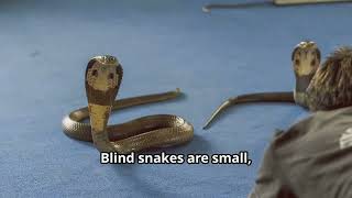 Are Blind Snakes Dangerous Can We Pet Them  The Truth About Blind Snakes Friends or Foes cobra [upl. by Loriner]