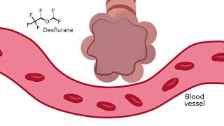 How volatile anesthetic solubility affects the influence of bronchoconstriction on uptake and distri [upl. by Francis]