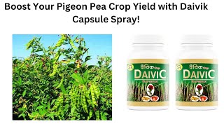 Boost Your Pigeon Pea Crop Yield with Daivik Capsule SprayDaivikCapsule SustainableFarming [upl. by Sulakcin]