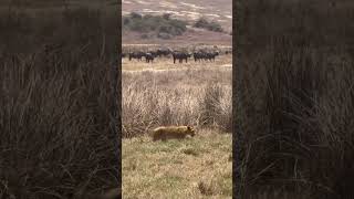 Beautiful Tanzania Ngorongoro Crater animals wildlife lion [upl. by Lanfri]