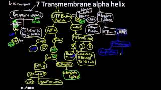 Signal Transduction Pathway the 7 transmembrane alpha helix MAP [upl. by Inalel263]