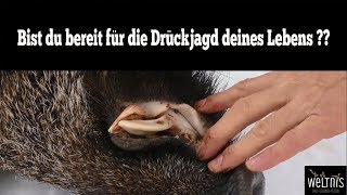 Die Drückjagd Deines Lebens  Drückjagd Türkei [upl. by Grados142]