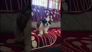 Puppy barking 🤣😂 shih tzu barkingshorts cute milodoglover [upl. by Oregolac]