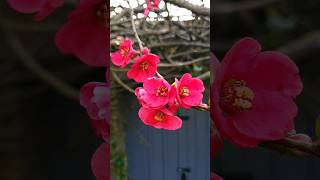 Chaenomeles Japonica Japanese Quince [upl. by Haroppizt]