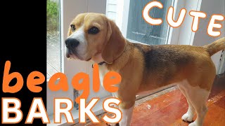 Cute Beagle BARKS  Birds in the garden [upl. by Michaella]