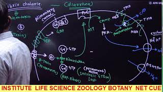 CELL SIGNALING II SIGNAL TRANSDUCTION II CELL BIOLOGY II CSIRNET LIFESCIENCE [upl. by Elyk]