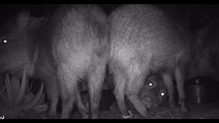 Javelina babies and taking turn at the bowls with coyotes 73024 [upl. by Adnael26]