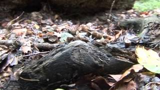 Cyathus striatus  Conoscere i funghi 11102013 [upl. by Ahseyd]