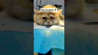 Eye Surgery Entropion and Microphthalmia [upl. by Cox]