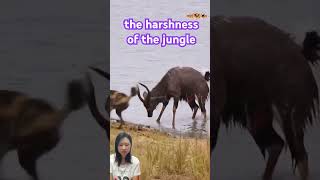 Can the antelope escape crocodile lion antelopes animals wildlife [upl. by Notlim67]