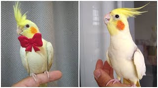 Cockatiel Best Singing and Talking Companion in the World  Cockatiel Singing training video 2020 [upl. by Leahcin]