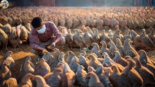 How Chinese Farmers Raise Of Millions Of Quails For Eggs And Meat  Quail Processing  Quail Farm [upl. by Ydnat]