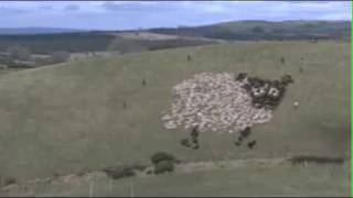 Extreme Sheep Herding  With Lights [upl. by Vatsug]