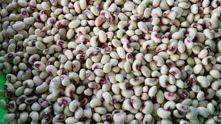 Purple Hull Peas [upl. by Bej]