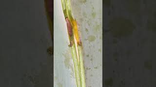 Barrenador de las pencas del agave shortvideo agaves maguey [upl. by Nnyleimaj136]