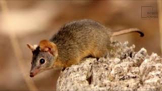 Brown1Interesting facts about Antechinus Brown by weird square [upl. by Salsbury]