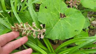 Butterbur Petasites as food and medicine [upl. by Revell599]