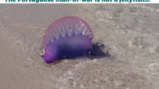 9 Facts about the Portuguese man o war [upl. by Shyamal]