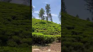 Afternoon Serenity at Valparai Tea Estate 🍃☀️Valparai TeaEstateViews GreenVibes NatureEscape [upl. by Dolph]