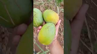 Nyari mangga di ladang shortsvideo [upl. by Gladine]