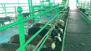 Stall Feeding Sheep Farming 🐑🐑 [upl. by Garda349]