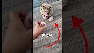 Urocze Młode Jeżyki 🦔❤️ [upl. by Annaitsirk160]