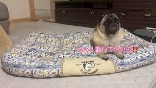 カメラだけ置いて放置してみた❣️ pugdog犬パグ多頭飼い癒やし家族足肉球 [upl. by Itsim]