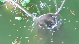 Feeding our Catfish breeders 😊 [upl. by Aleb]