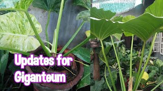 Philodendron Giganteum  UPDATES  How to Transplant Care and Guide at Home [upl. by Wieren]