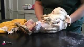 Fly Strike In Rabbits Symptoms and Treatment [upl. by Emmanuel]