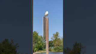 Gulls Perch Ontario Beach Sign [upl. by Iorgos]