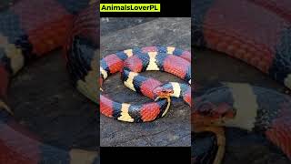 Eastern coral snake 🐍 [upl. by Lothario]