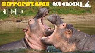 Bruit Hippopotame Cri de lHippopotame hippopotame qui grogne [upl. by Schubert]