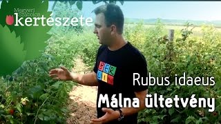 Málna ültetvény  Rubus idaeus  Megyeri Szabolcs Kertészet Ménfőcsanak [upl. by Drusilla]