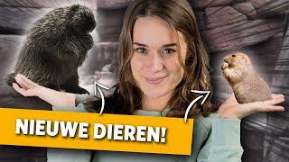 2 NIEUWE DIERSOORTEN in de Desert 🌵  Videoranger [upl. by Ayifas927]