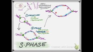 APB4 Sphase DNA Replication [upl. by Leuas]