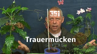 Trauermücken Larven im Substrat [upl. by Frerichs]