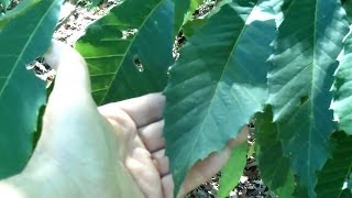 I Found an American Chestnut Castanea dentata Today [upl. by Eeliab]