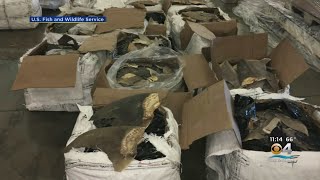 Almost 1400 Pounds Of Dried Shark Fins Seized By Wildlife Inspectors At Miami Port [upl. by Ibbetson]