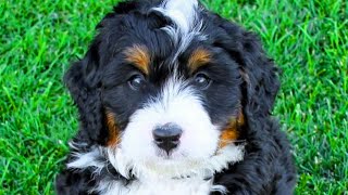 Bernedoodle  Top 10 Pros and Cons of Owning a Bernedoodle [upl. by Pownall58]