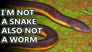 Caecilian facts theyre amphibians  Animal Fact Files [upl. by Eibbed]