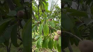 I Grew a Sapodilla Tree from Scratch and IT FRUITEDmyharvest farming nature love myhomefarm [upl. by Vannie241]