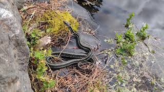 🐍Female Bluestriped Garter Snake at Sisters Wedding💍👰🤵☀️ [upl. by Nylemaj318]