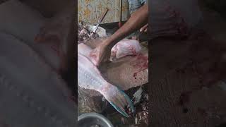 Amazing parrot fish cutting videotmt ShafiSalemtamilnaduhasthampatti [upl. by Haig284]